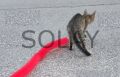 Kedi Tırmalama Fırçası - Kedi Oyuncağı