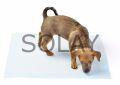Yıkanabilir Köpek Çiş Pedi - 100 X 100 Cm