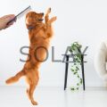 Kıtık Açıcı Metal Kedi Köpek Tarağı
