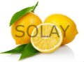 Limon Bonesi / 250 Adet / Bitki Çayı Bonesi